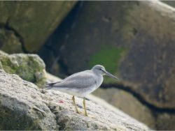 Wandering Tattler